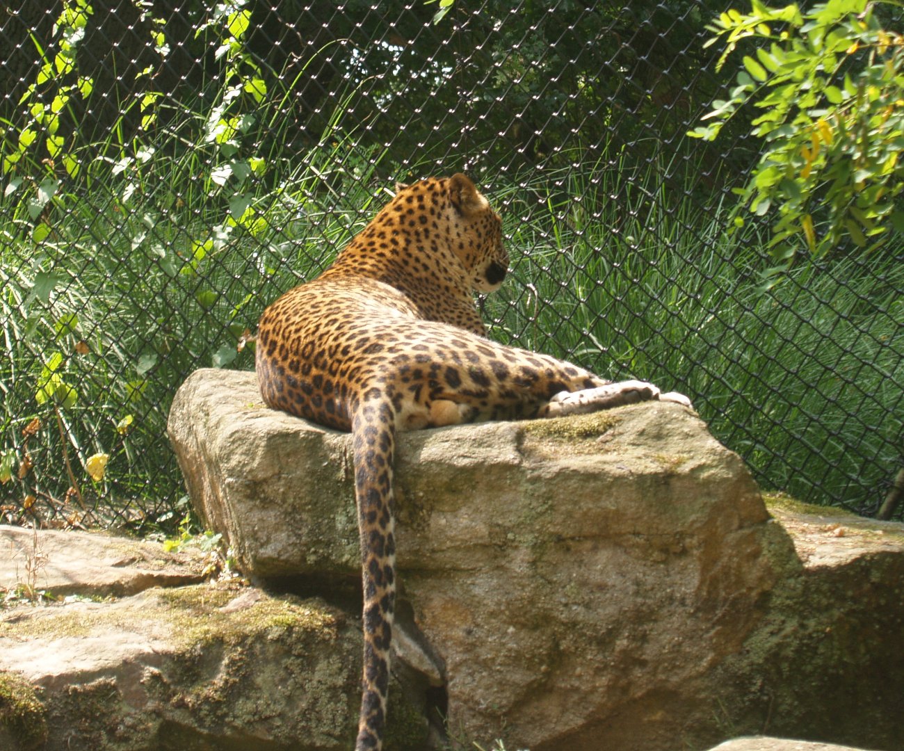 Sri Lankan leopard (Panthera pardus kotiya), 2006-07-08