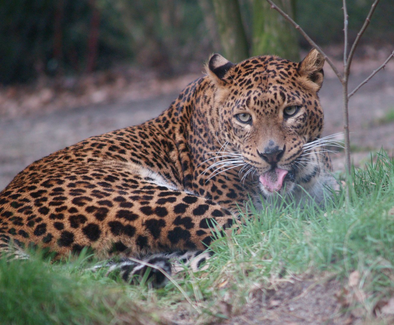 Sri Lankan leopard (Panthera pardus kotiya), 2008-03-01