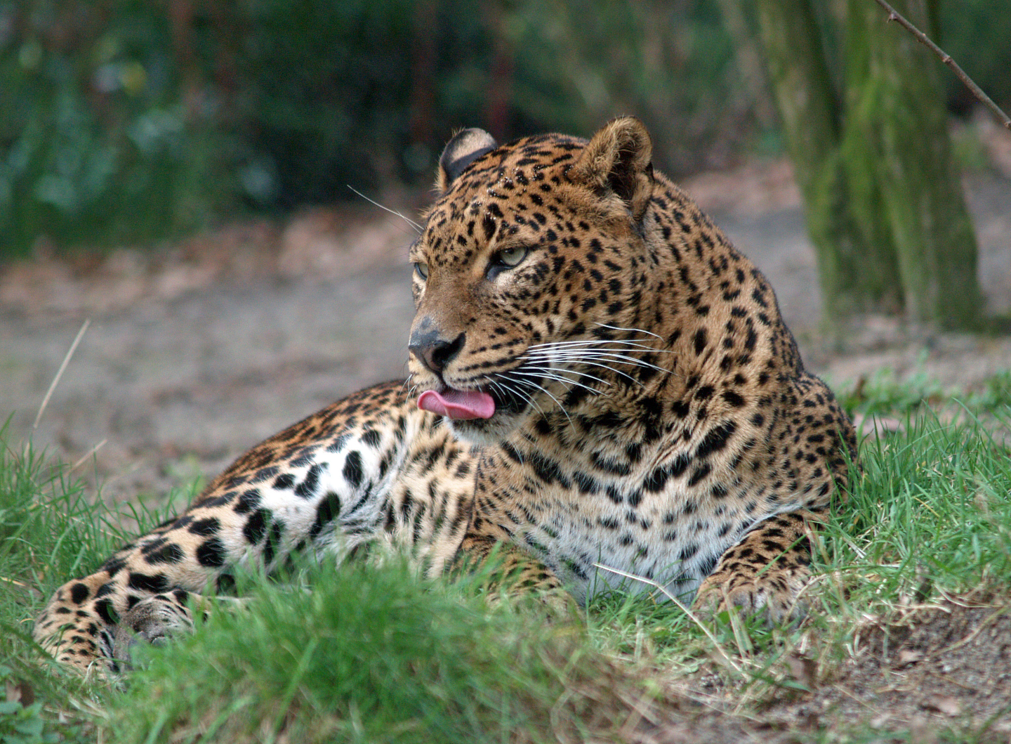 Sri Lankan leopard (Panthera pardus kotiya), 2008-03-01