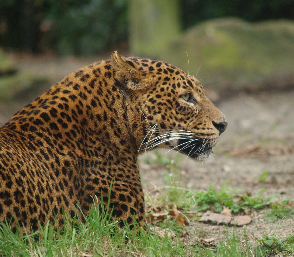 Sri Lankan leopard (Panthera pardus kotiya), 2008-03-01