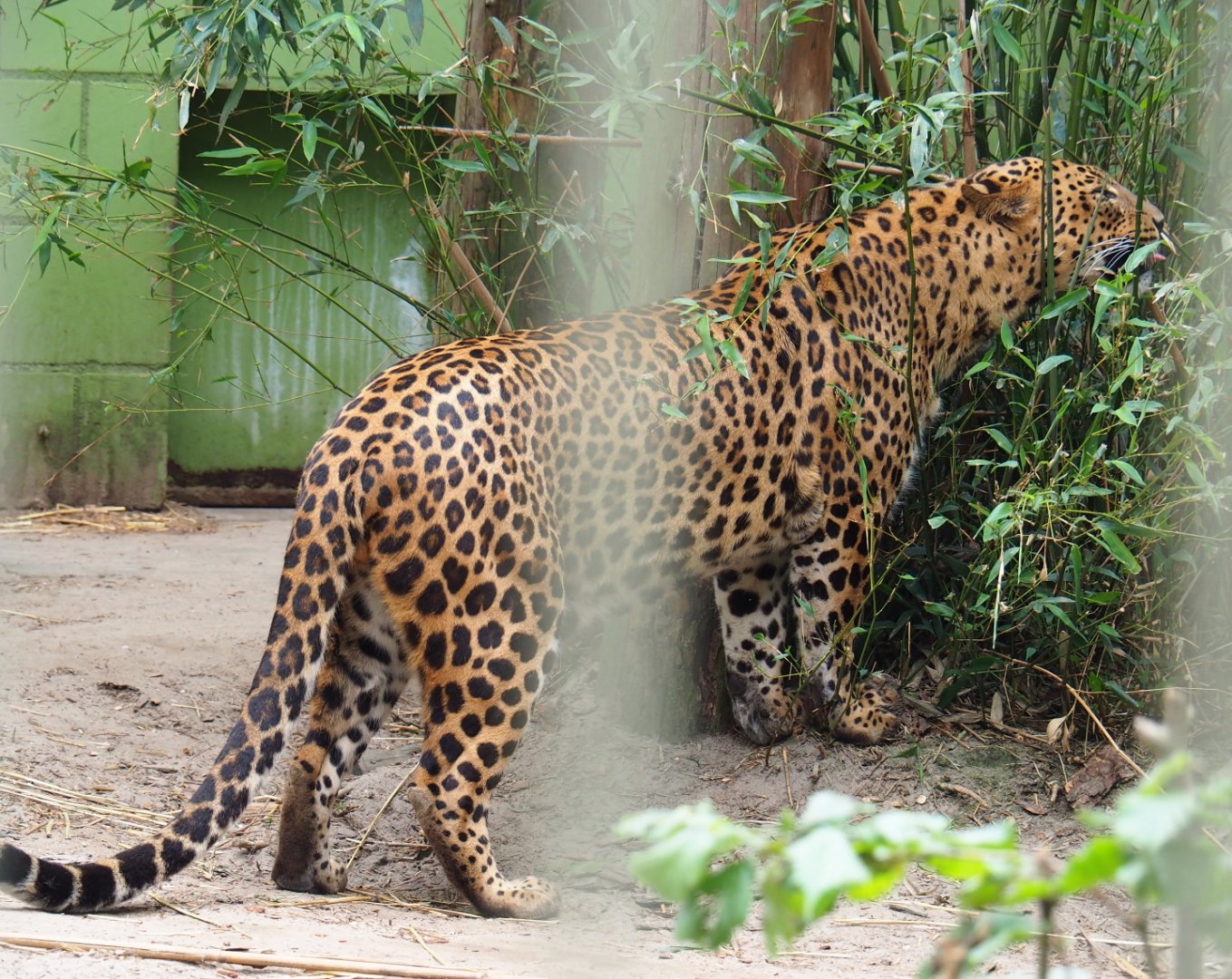 Sri Lankan leopard (Panthera pardus kotiya), 2019-05-25