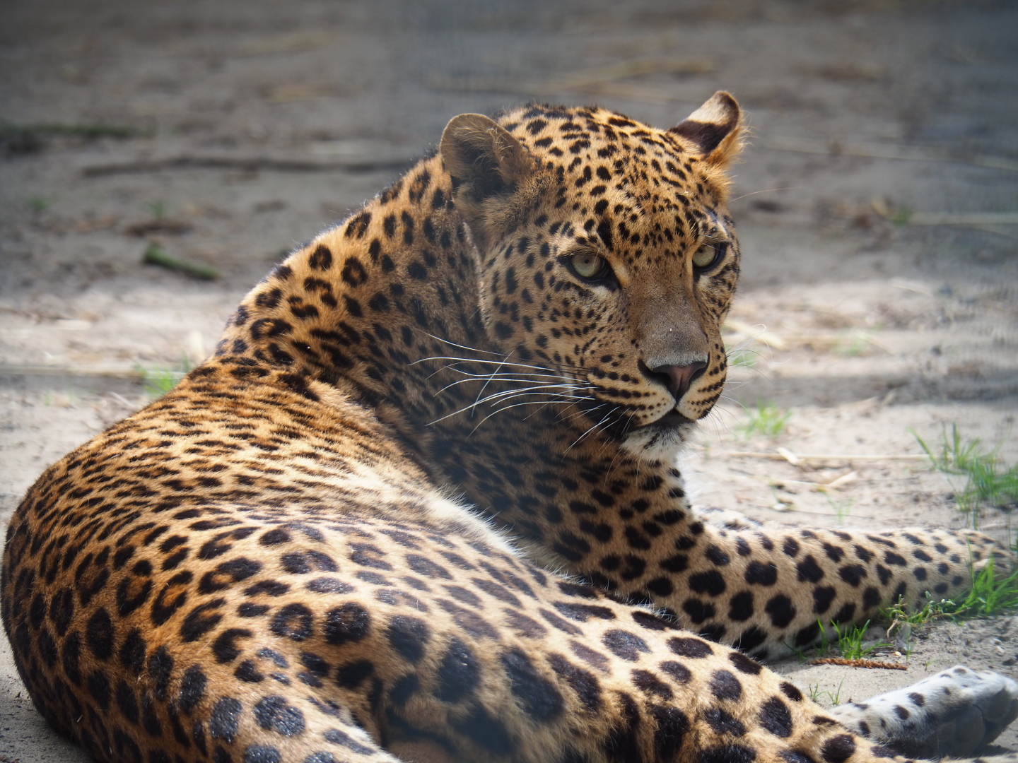 Sri-Lankan leopard (Panthera pardus kotiya), 2019-05-25