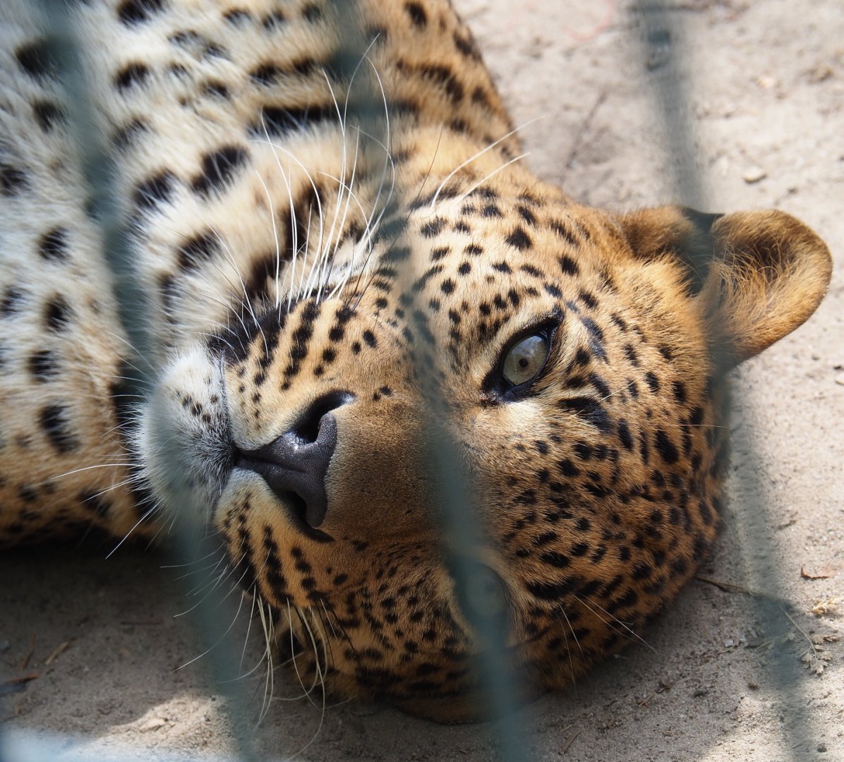 Sri Lankan leopard (Panthera pardus kotiya), 2019-05-25