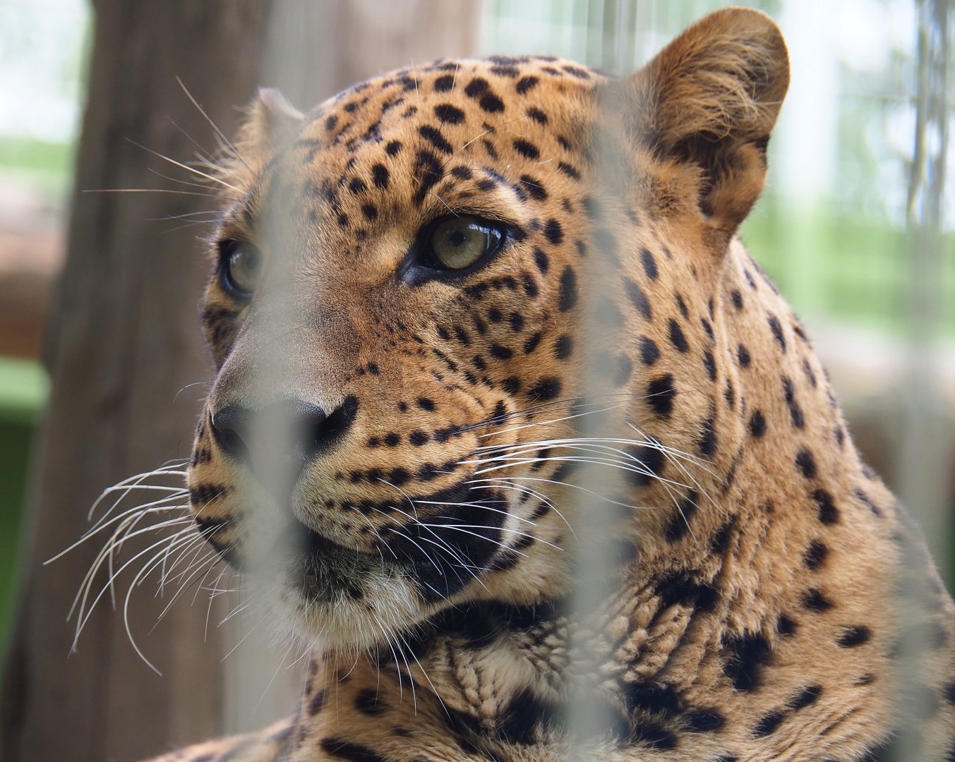 Sri Lankan leopard (Panthera pardus kotiya), 2019-05-25