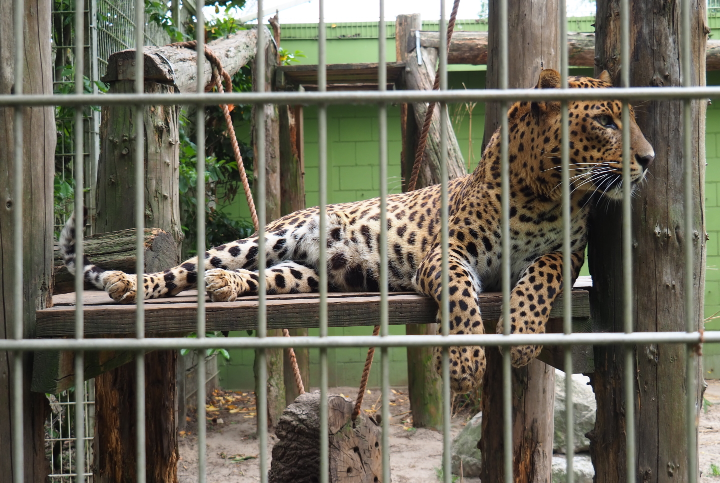 Sri Lankan leopard (Panthera pardus kotiya), 2019-05-25