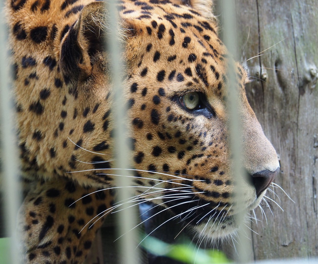 Sri Lankan leopard (Panthera pardus kotiya), 2019-05-25