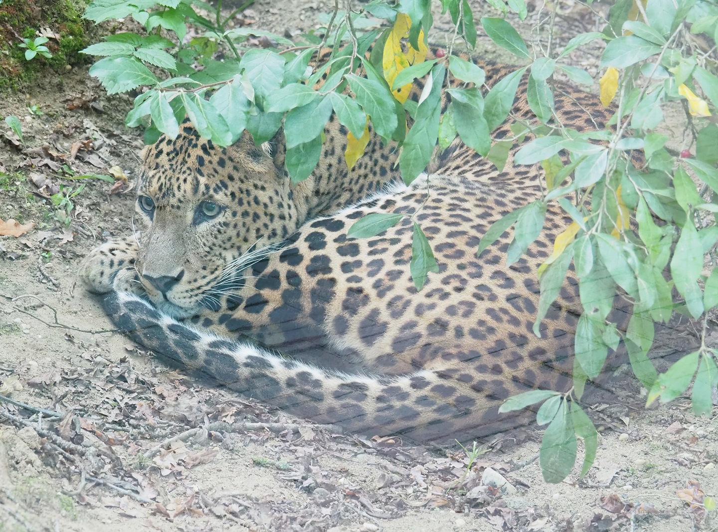 Sri Lankan leopard (Panthera pardus kotiya), 2023-10-07