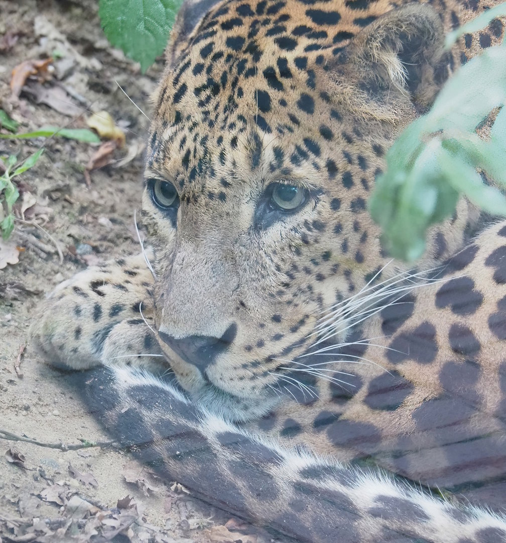 Sri Lankan leopard (Panthera pardus kotiya), 2023-10-07