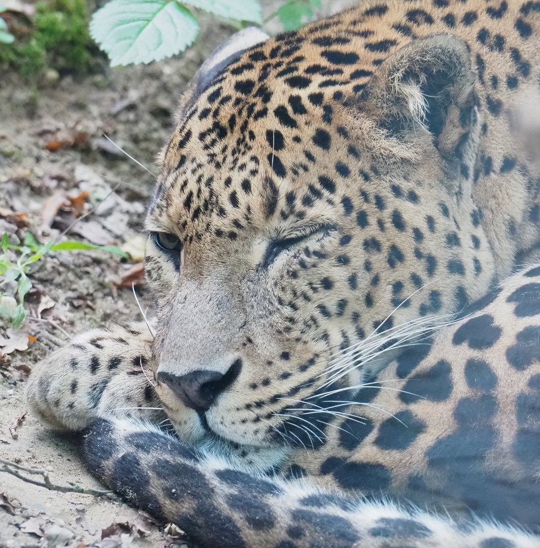 Sri Lankan leopard (Panthera pardus kotiya), 2023-10-07