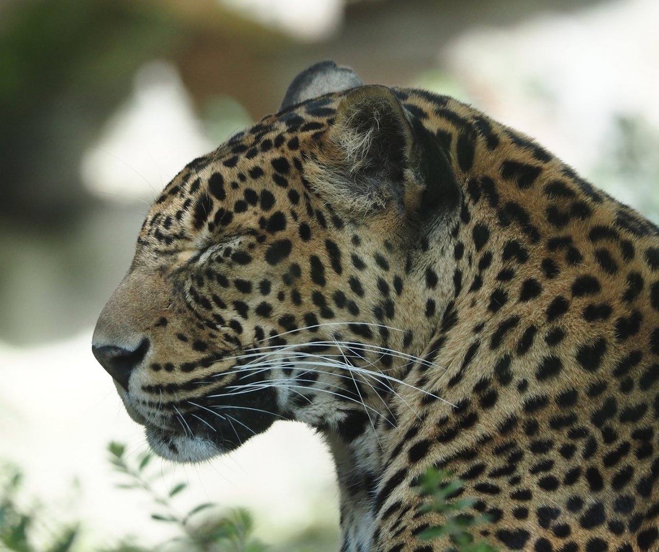 Sri Lankan leopard (Panthera pardus kotiya), 2025-05-17