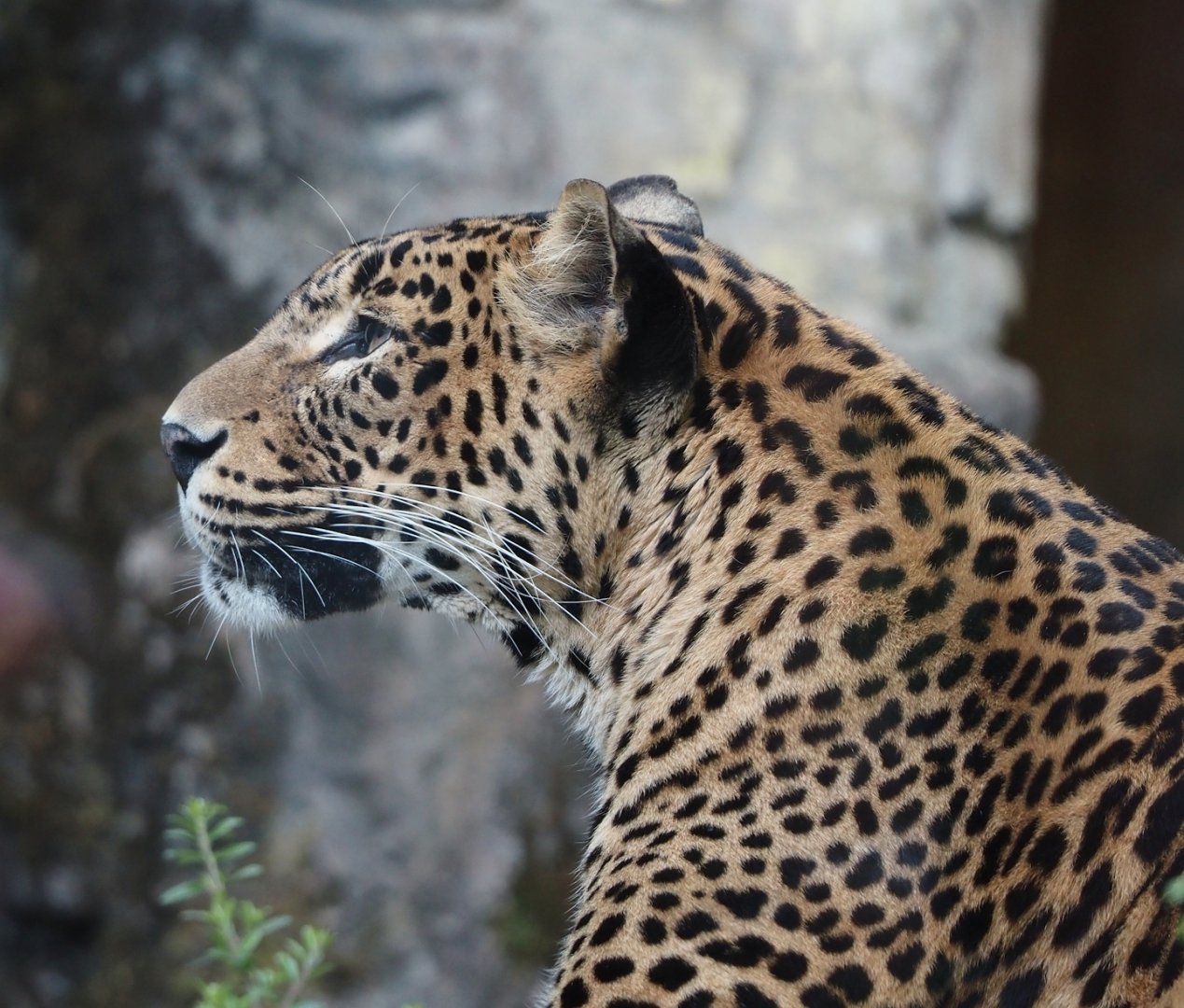 Sri Lankan leopard (Panthera pardus kotiya), 2025-05-17