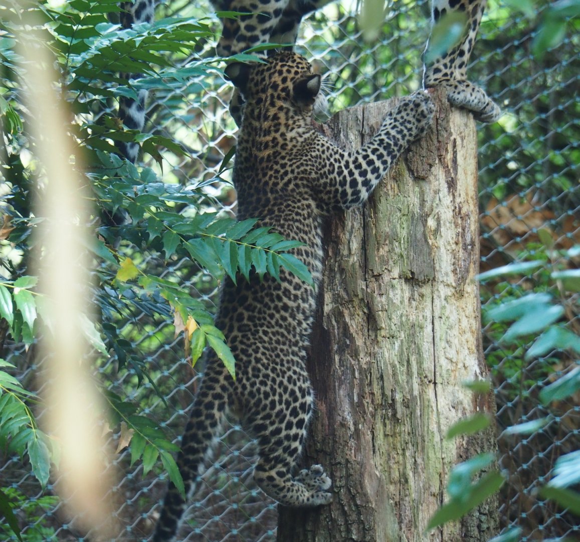 Sri Lankan leopard (Panthera pardus kotiya) cub climbing up trunk (Sep 16th, 2018)