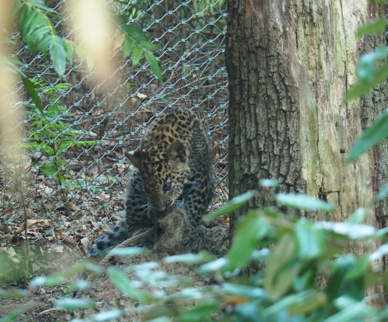 Sri Lankan leopard (Panthera pardus kotiya) cub (Sep 16th, 2018)