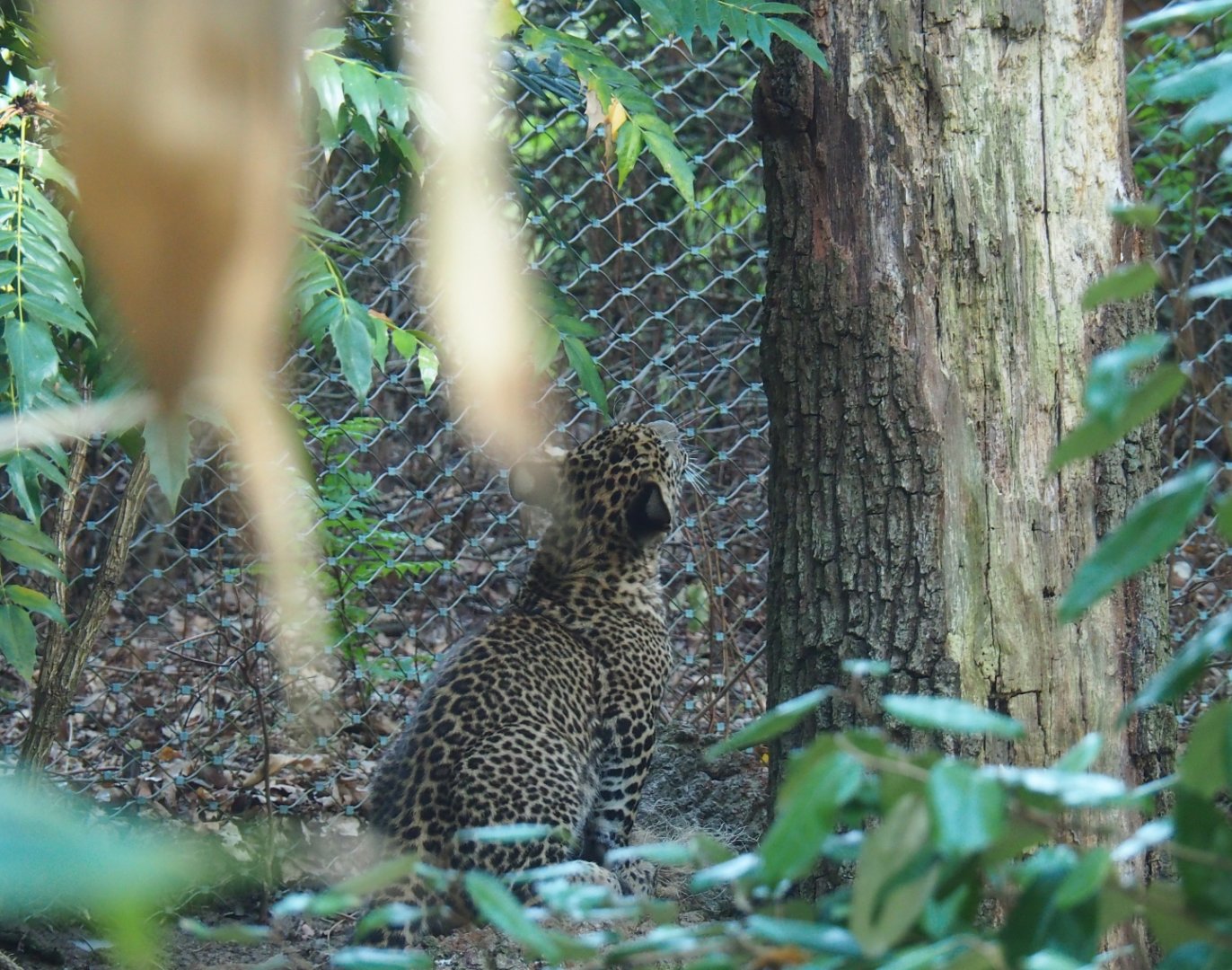 Sri Lankan leopard (Panthera pardus kotiya) cub (Sep 16th, 2018)