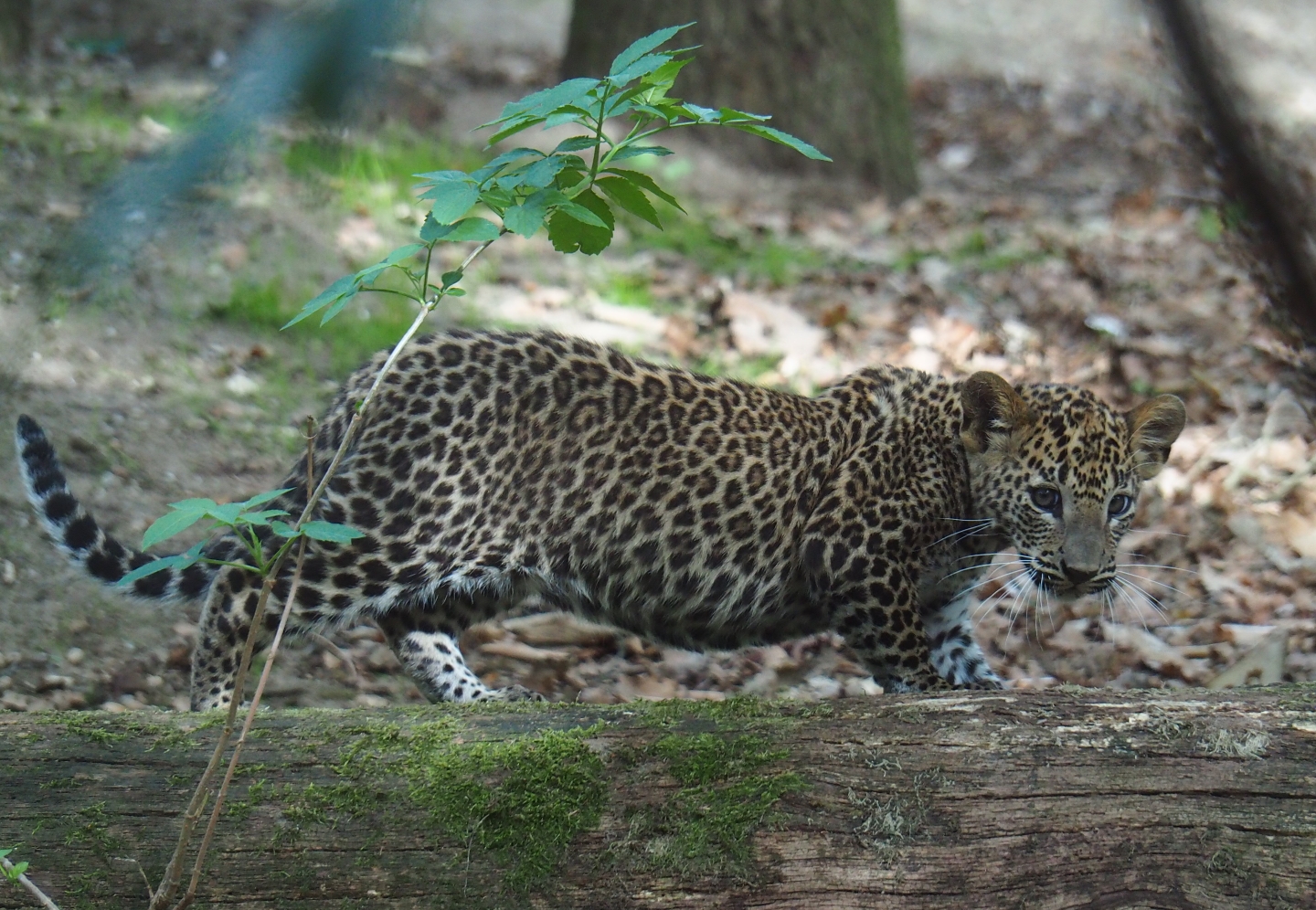 Sri Lankan leopard (Panthera pardus kotiya) cub (Sep 16th, 2018)