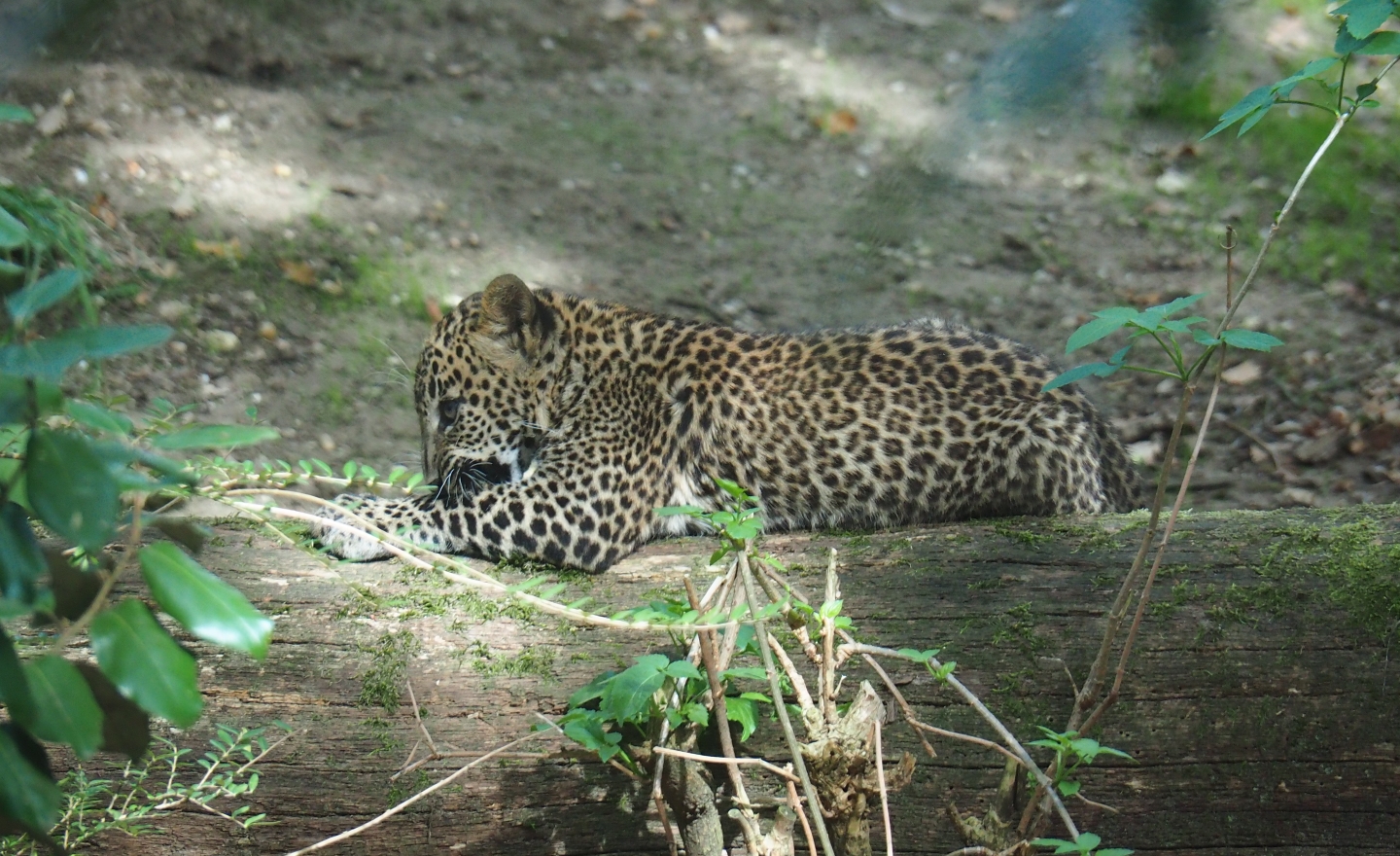 Sri Lankan leopard (Panthera pardus kotiya) cub (Sep 16th, 2018)