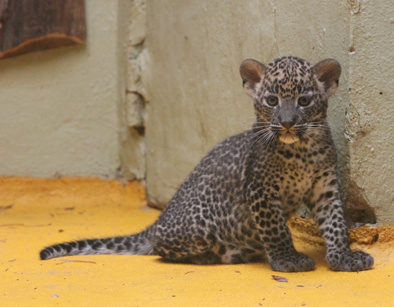 Sri Lankan leopard (Panthera pardus kotiya) - kitten