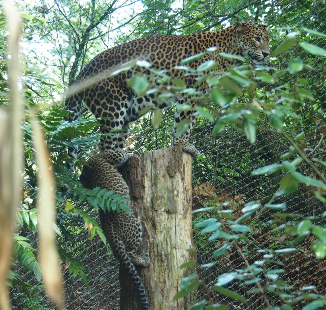 Sri Lankan leopard (Panthera pardus kotiya) mother and cub (Sep 16th, 2018)