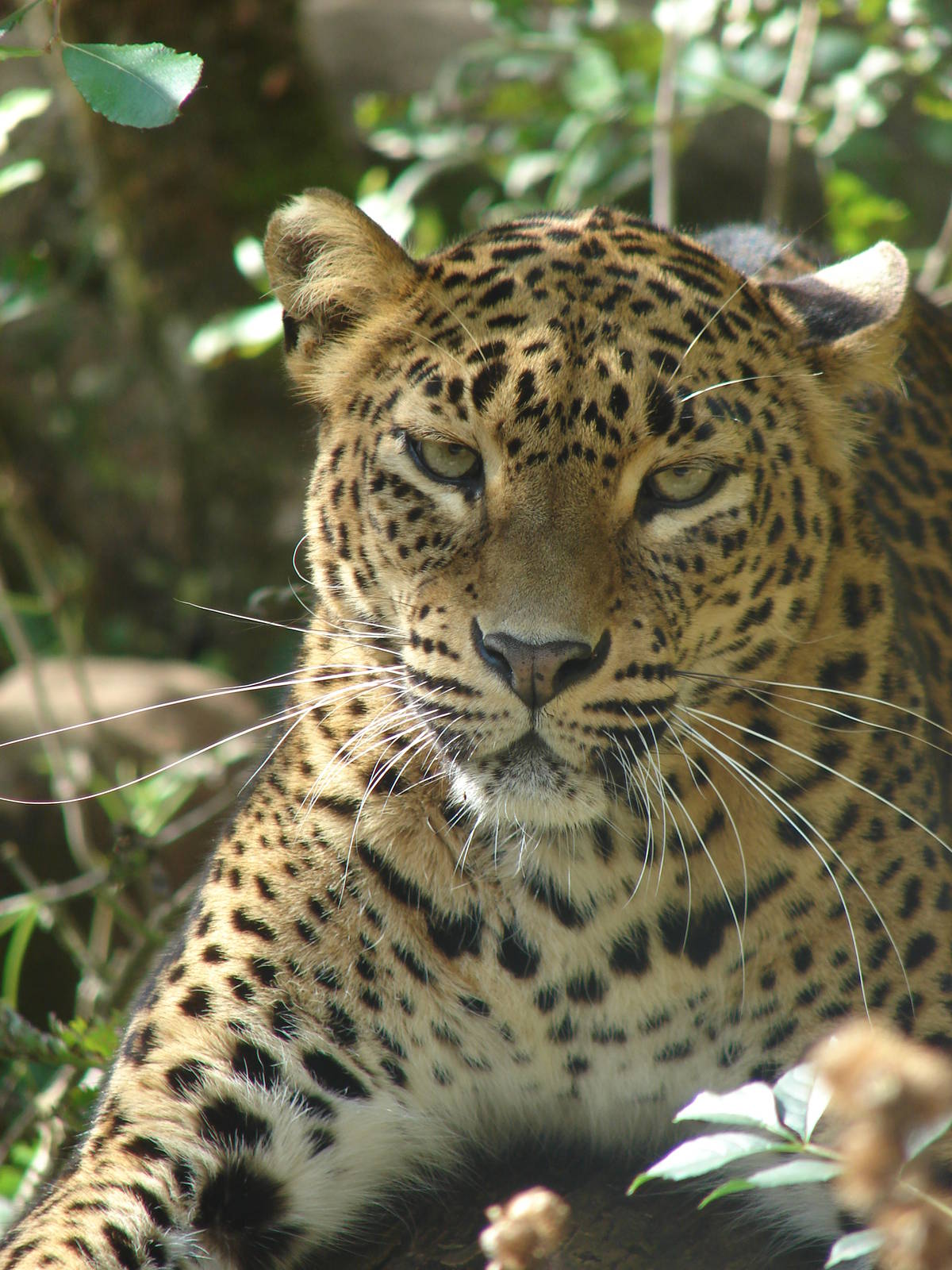 Sri Lankan leopard (Panthera pardus kotiya)