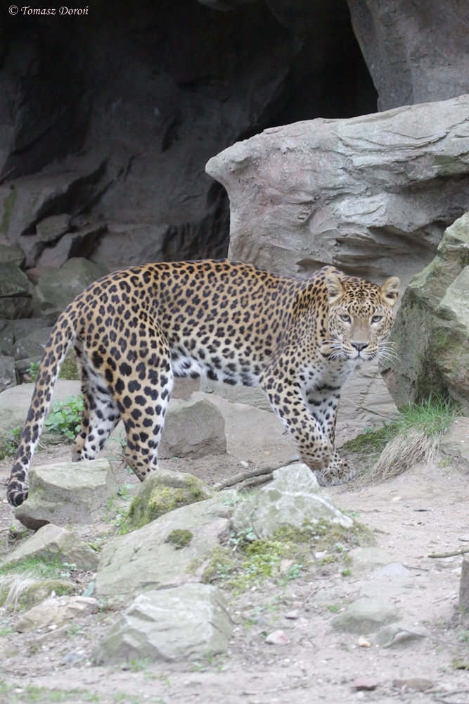 Sri Lankan Leopard (Panthera pardus kotiya)