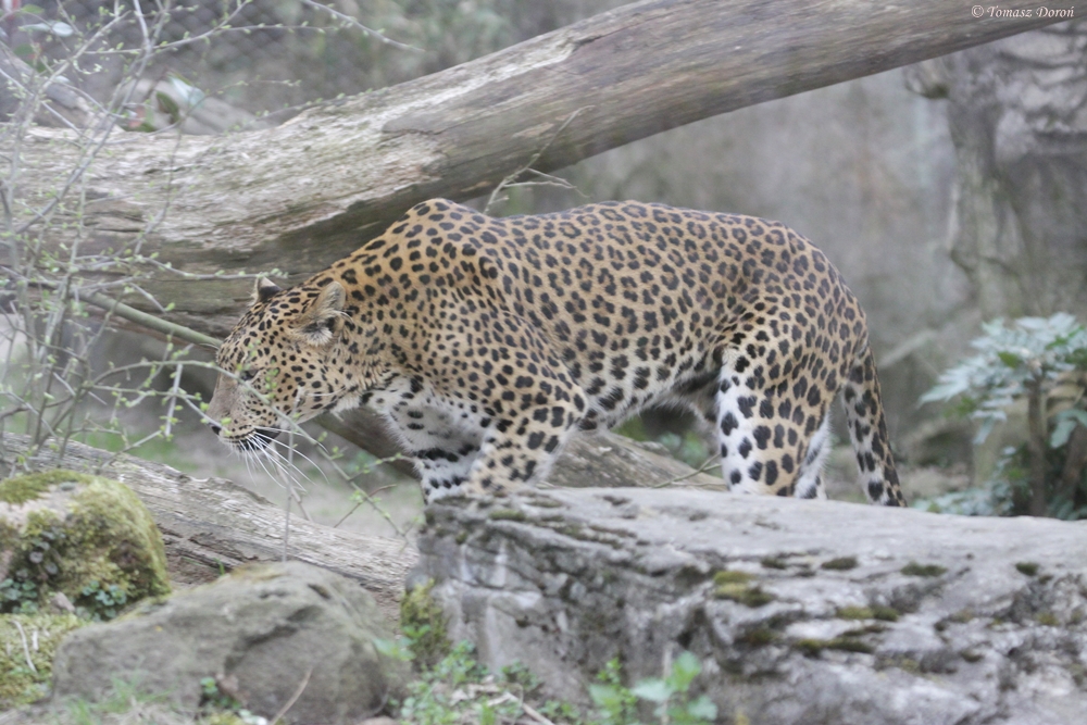 Sri Lankan Leopard (Panthera pardus kotiya)