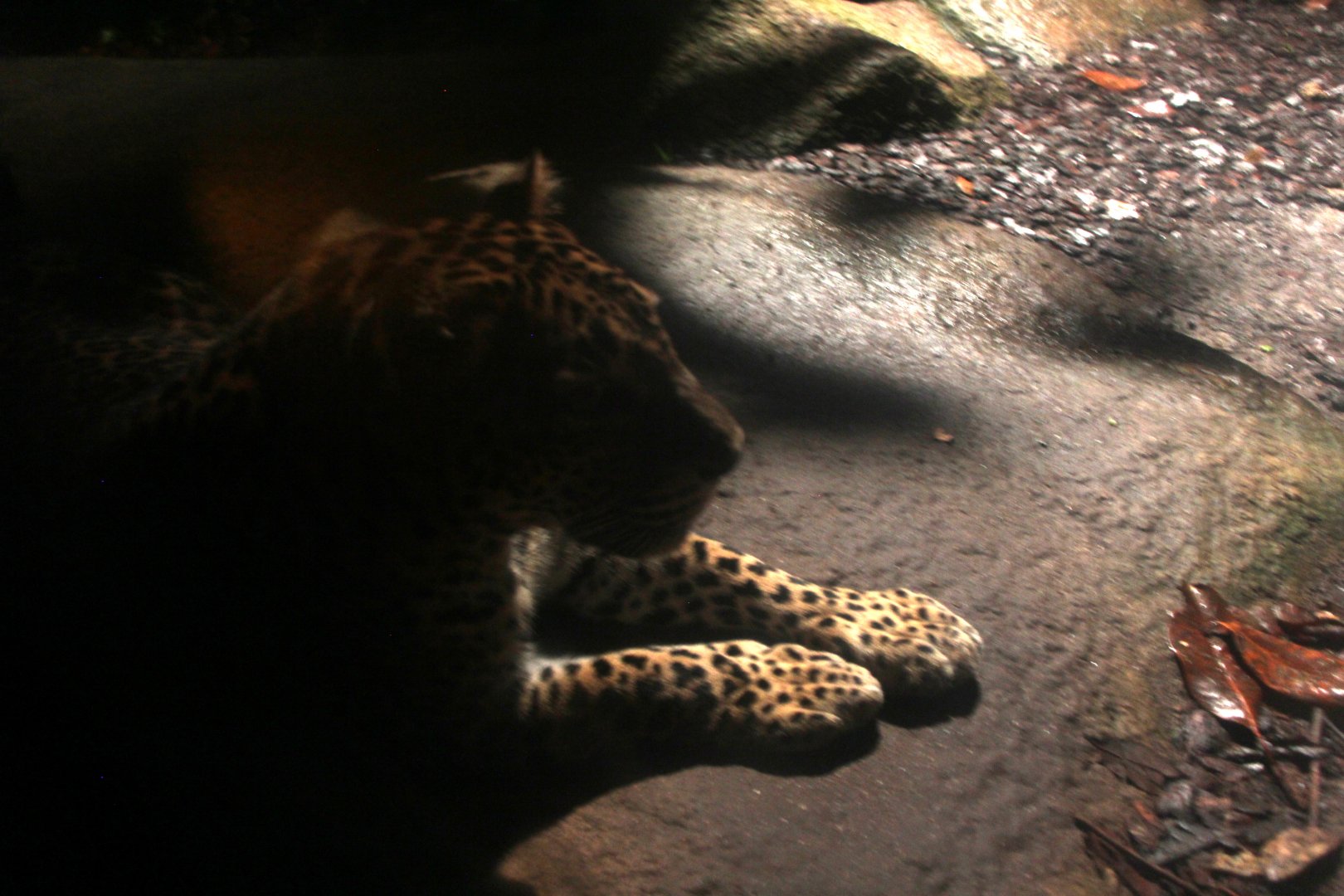 Sri Lankan leopard (Panthera pardus kotiya)