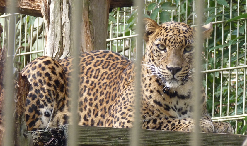 Sri Lankan leopard (Panthera pardus kotiya)