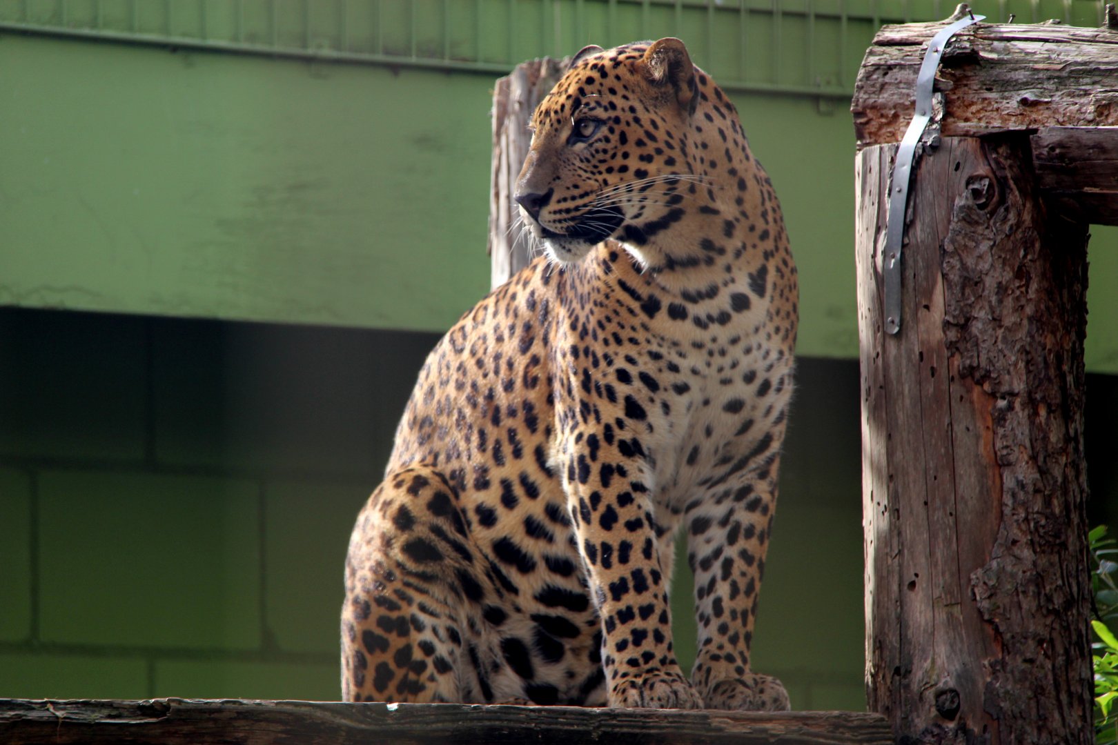 Sri Lankan leopard (Panthera pardus kotiya)