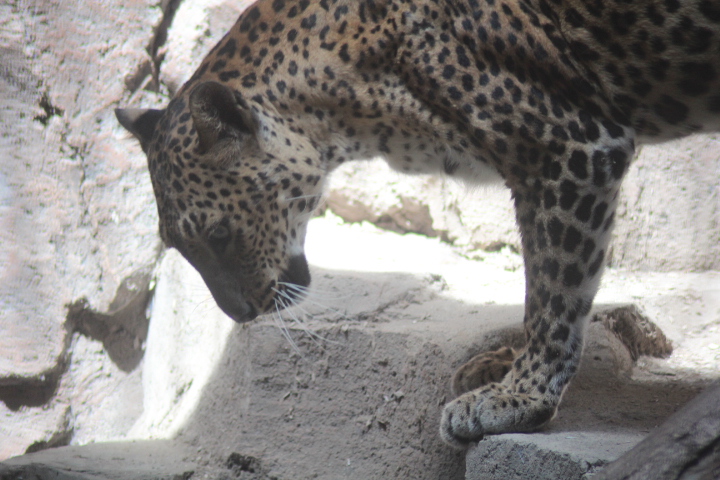Sri Lankan leopard (Panthera pardus kotiya)