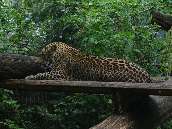 Sri Lankan leopard (Panthera pardus kotiya)