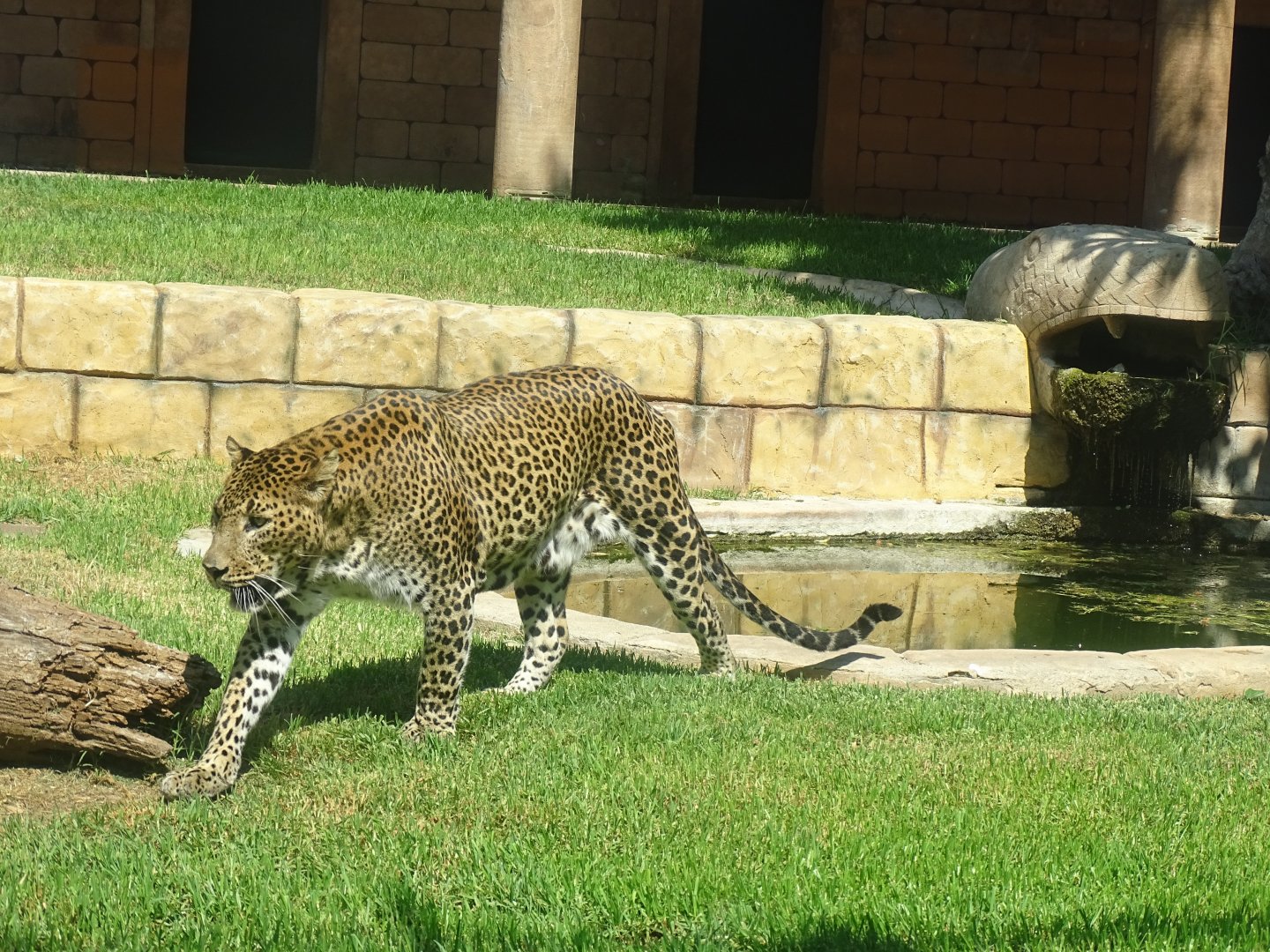 Sri Lankan leopard (Panthera pardus kotiya)