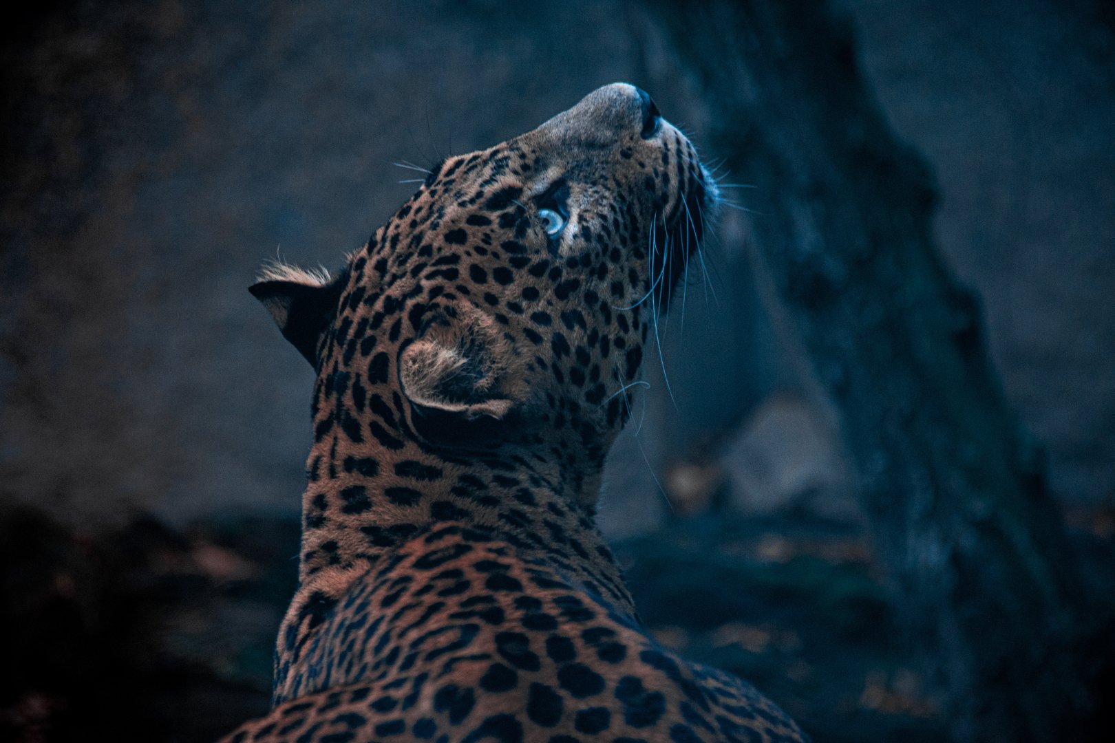 Sri Lankan leopard (Panthera pardus kotiya)