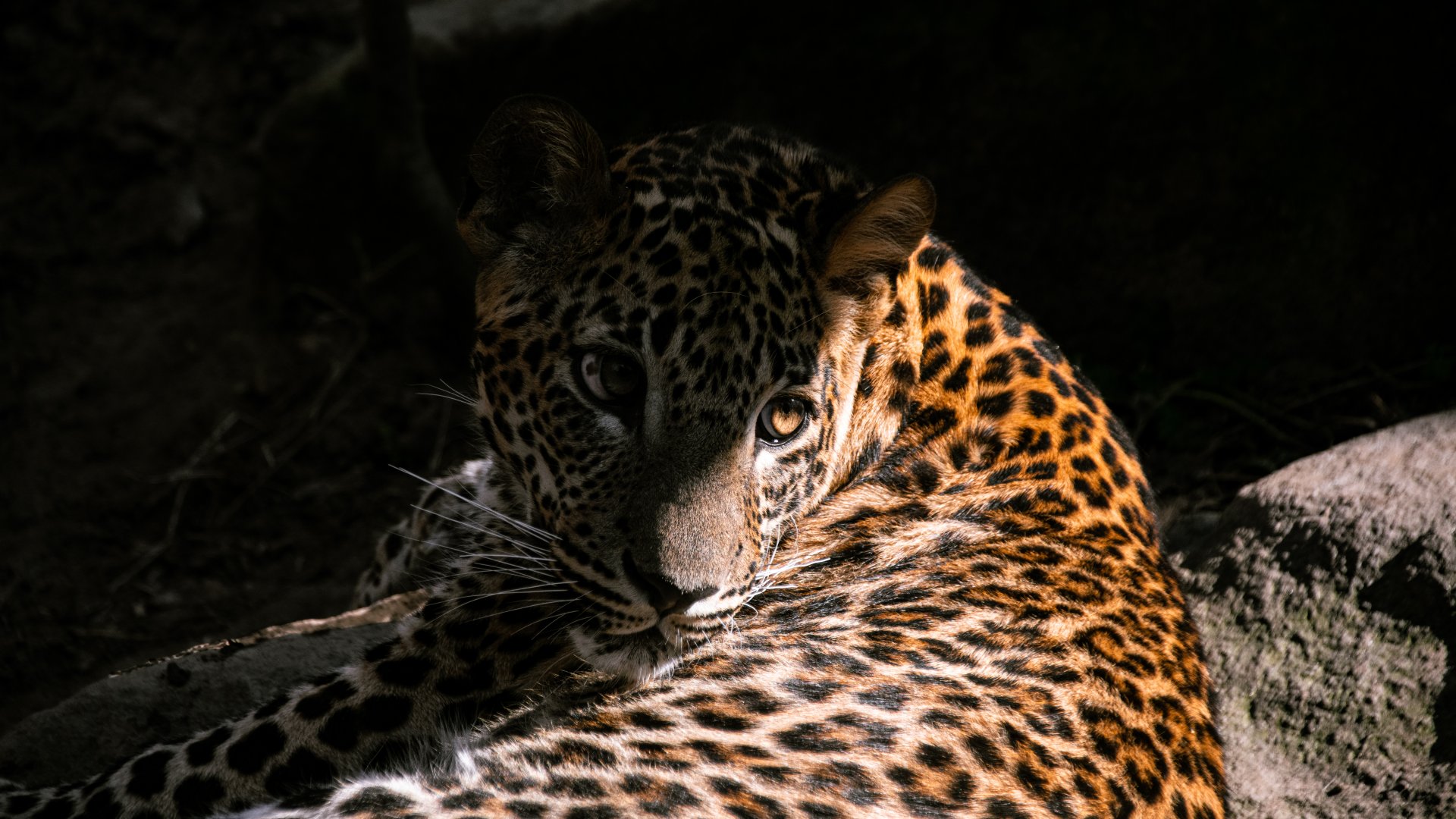 Sri Lankan leopard (Panthera pardus kotiya)