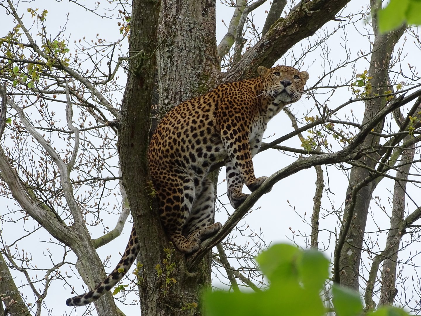Sri Lankan leopard (Panthera pardus kotiya)