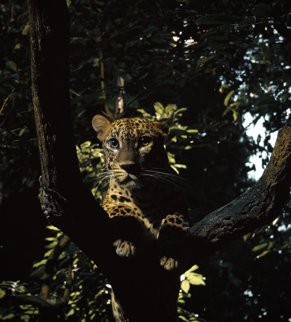 Sri Lankan Leopard (Panthera pardus kotiya)