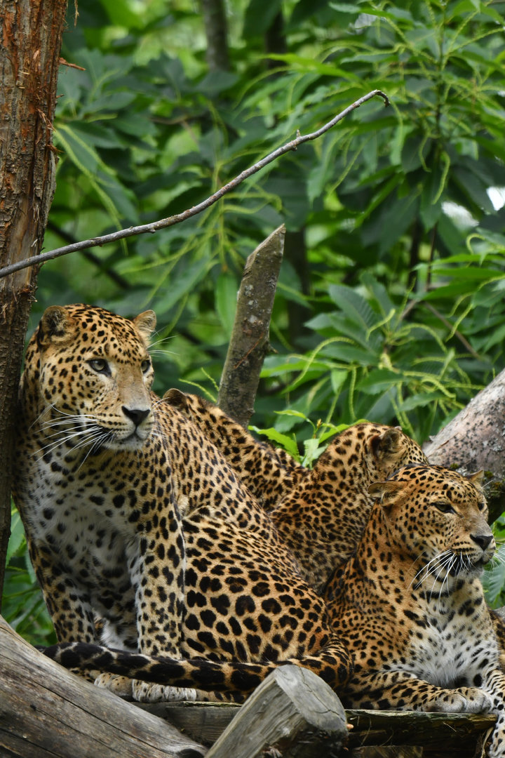 Sri Lankan leopard (Panthera pardus lotiya)