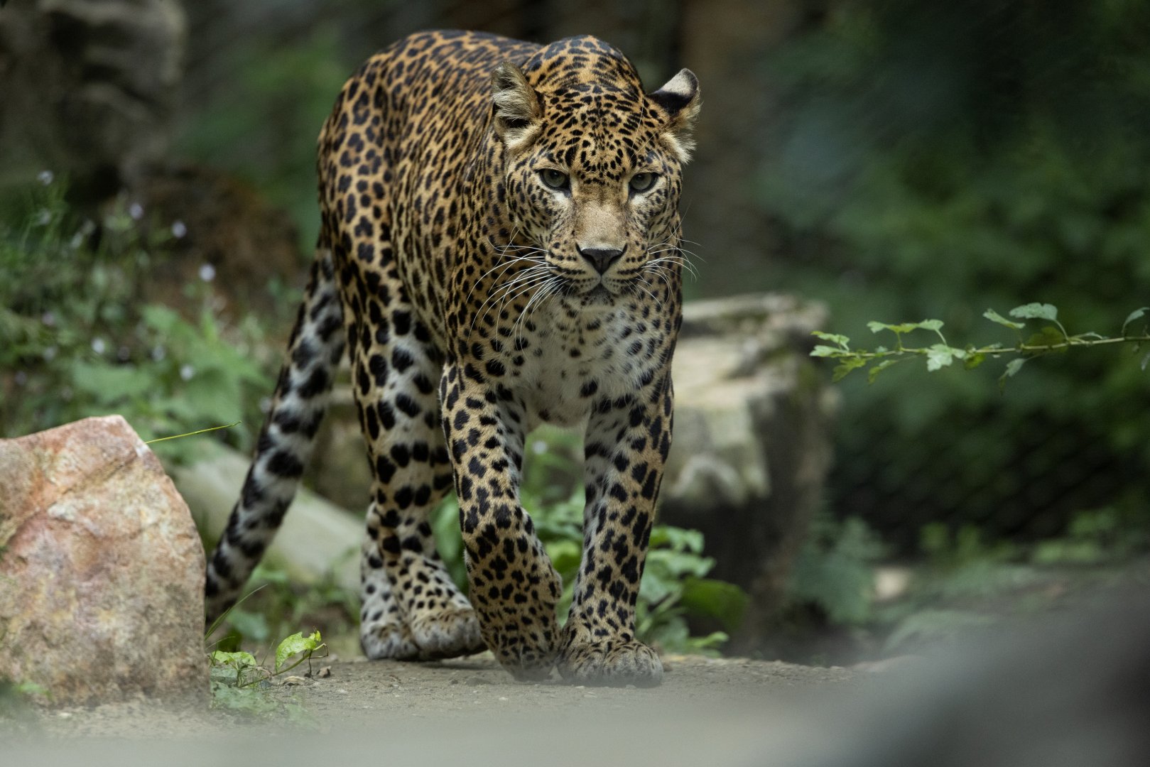 Sri Lankan Leopard (Panthera pardus ssp. kotiya) - Rimba