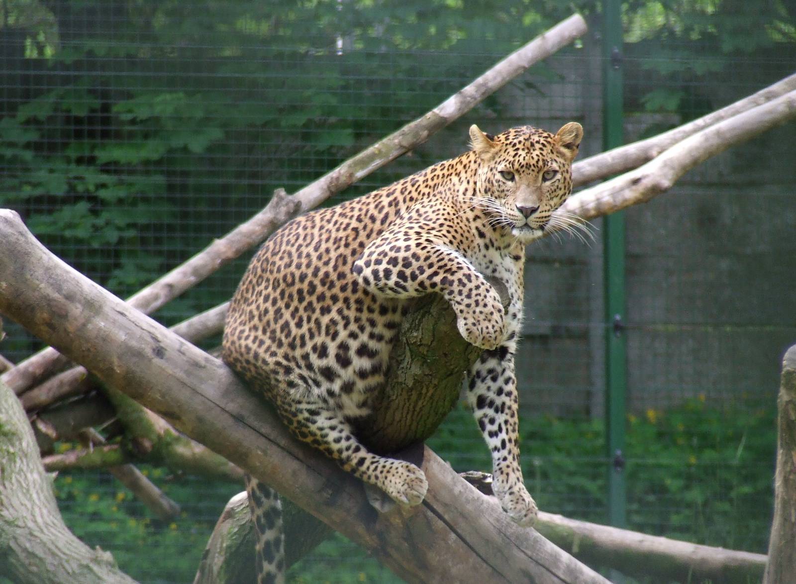 Sri Lankan leopard @ Veszprem Zoo, Hungary