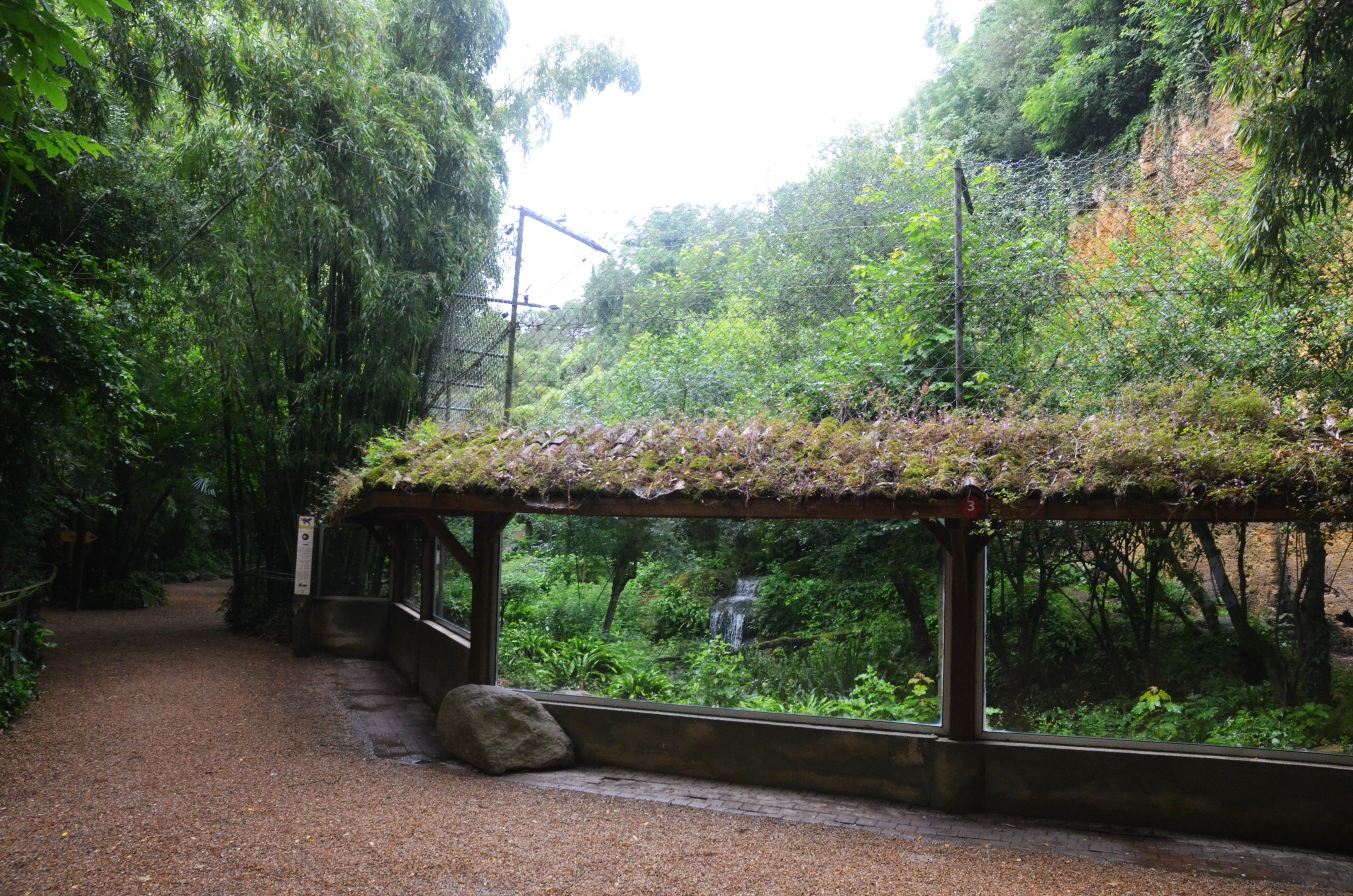 Sri Lankan Leopard Viewing at Doué-la-Fontaine, 15/06/18