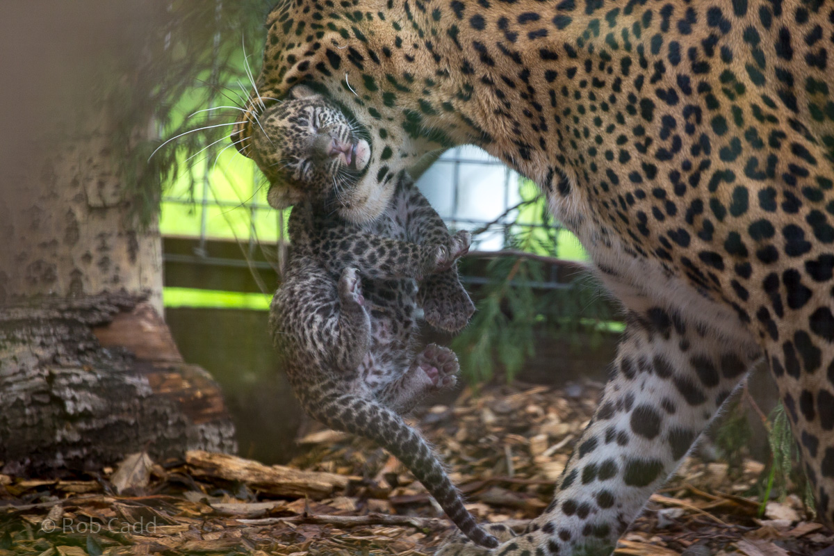 Sri Lankan leopard (with cub) : Banham Zoo : 29 Sep 2017