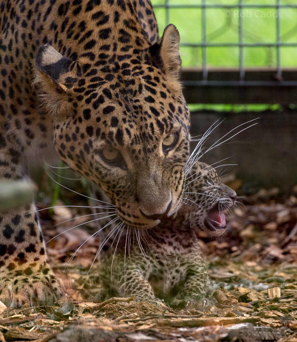 Sri Lankan leopard (with cub) : Banham Zoo : 29 Sep 2017