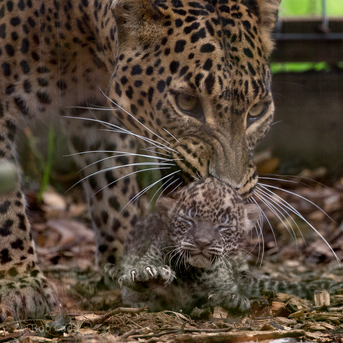 Sri Lankan leopard (with cub) : Banham Zoo : 29 Sep 2017