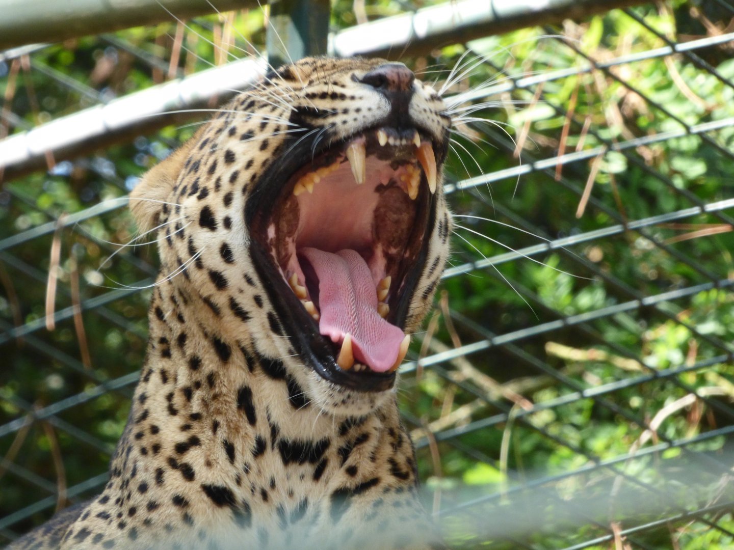 Sri Lankan Leopard Yawn