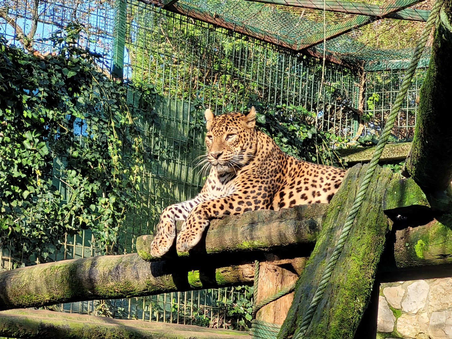 Sri Lankan leopard -Zoo de Santillana del Mar (2023)