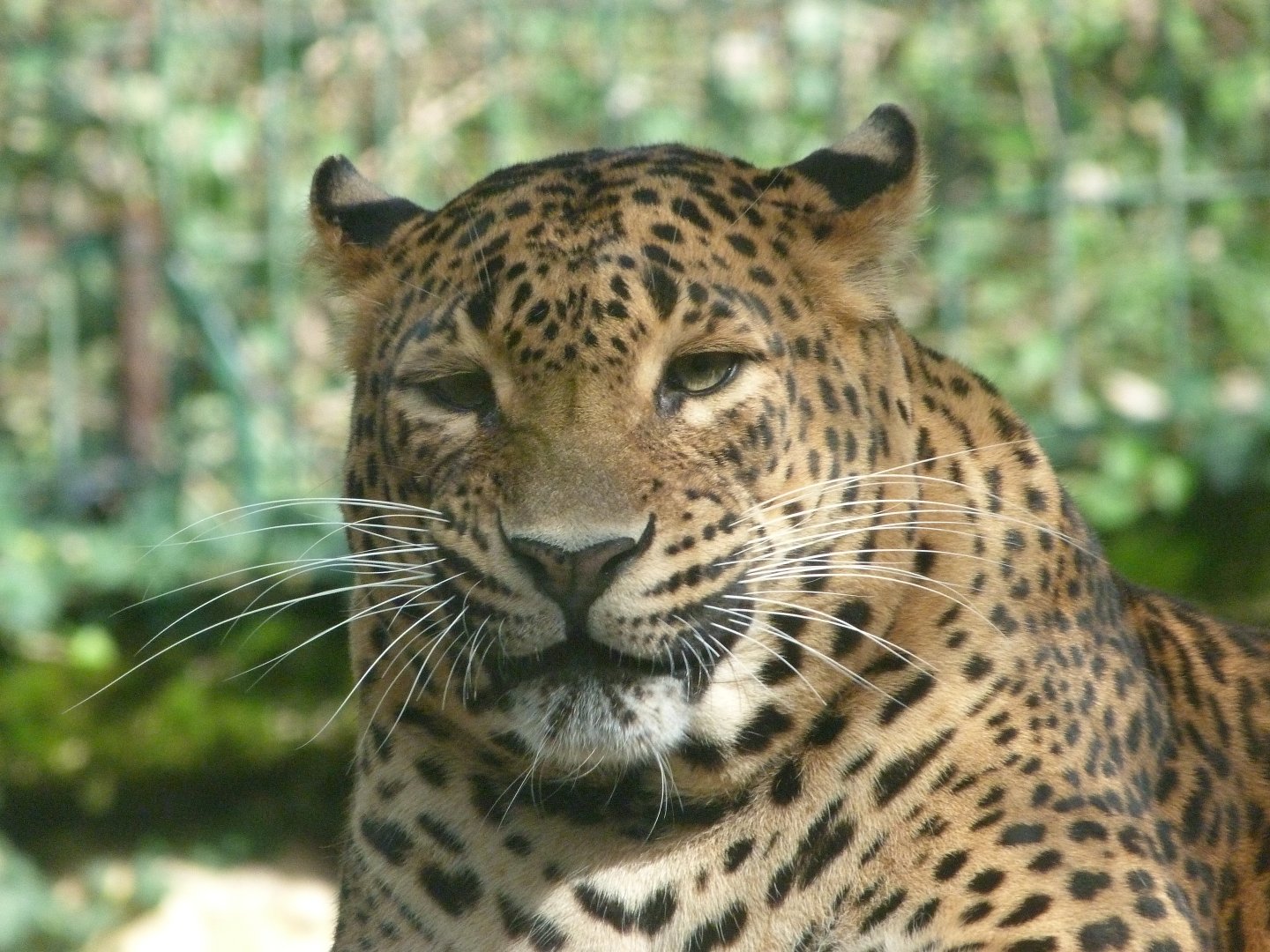 Sri Lankan leopard -Zoo de Santillana del Mar (2024)