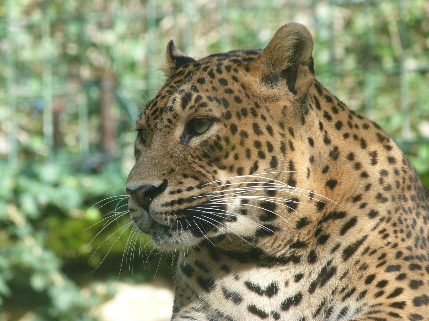 Sri Lankan leopard -Zoo de Santillana del Mar (2024)