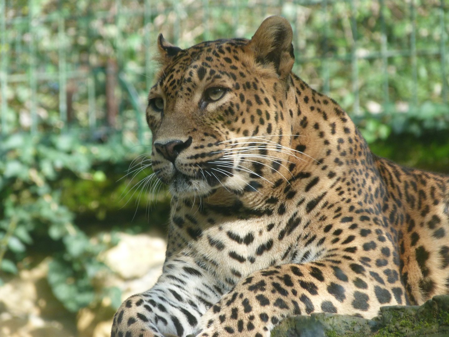 Sri Lankan leopard -Zoo de Santillana del Mar (2024)