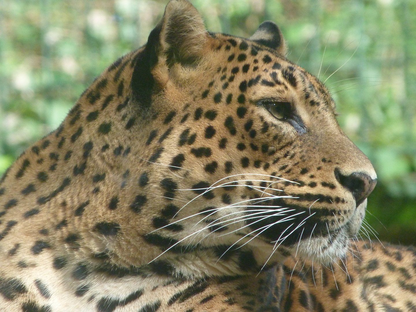 Sri Lankan leopard -Zoo de Santillana del Mar (2024)