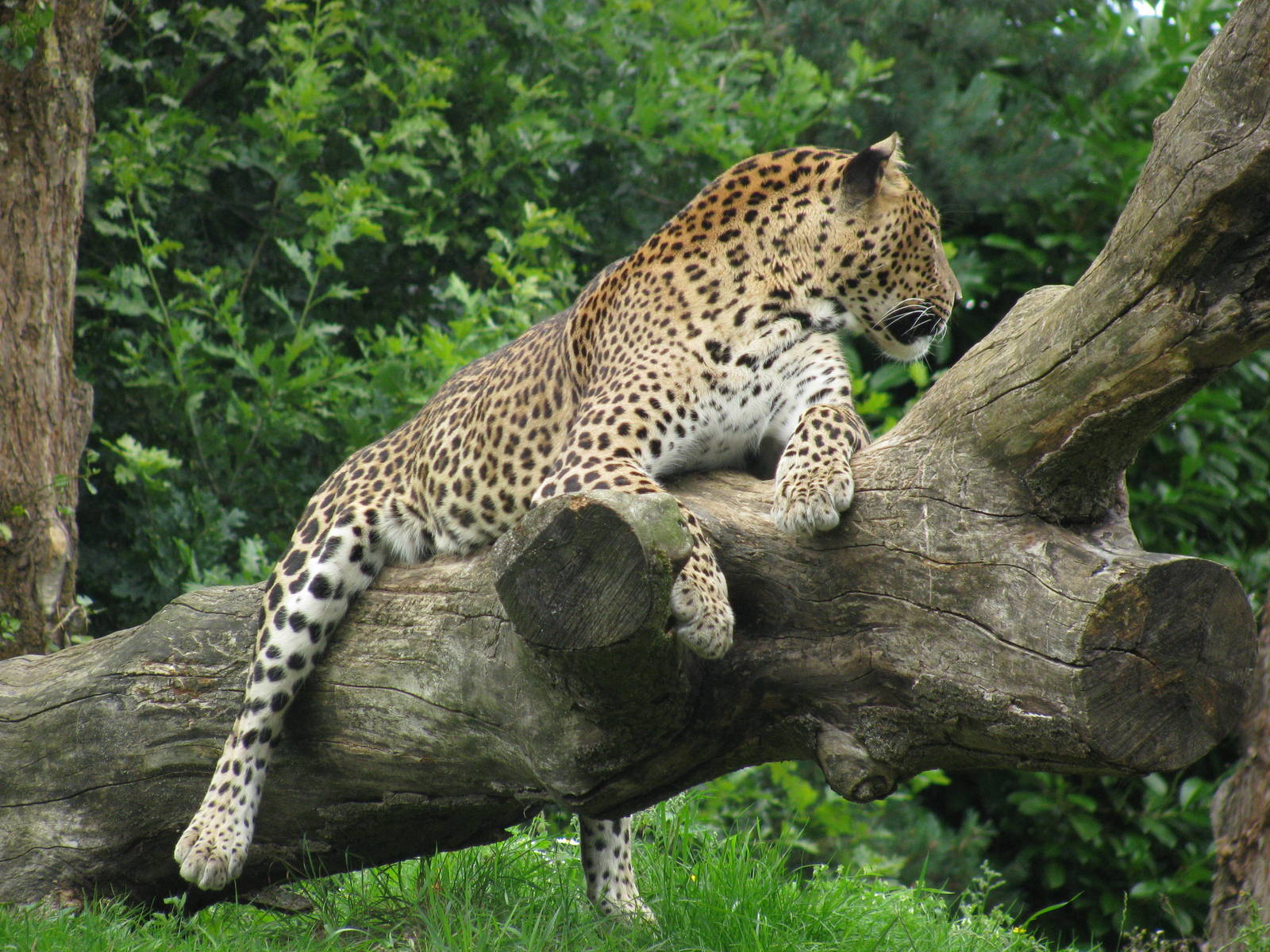 Sri Lankan Leopard