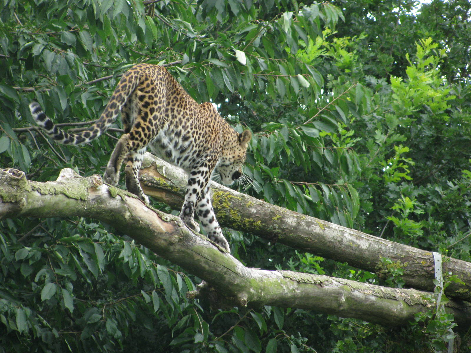 Sri Lankan Leopard